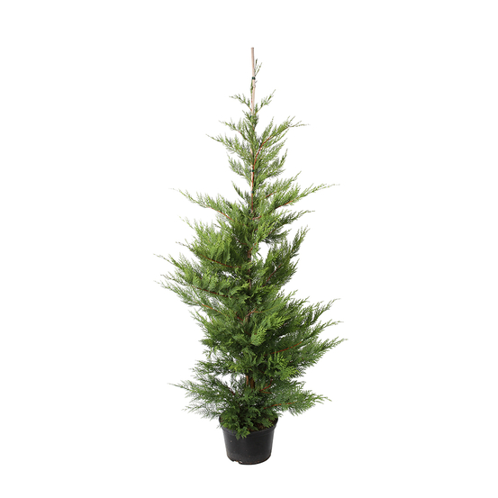Cupressocyparis leylandii 'Oger' pot 7L