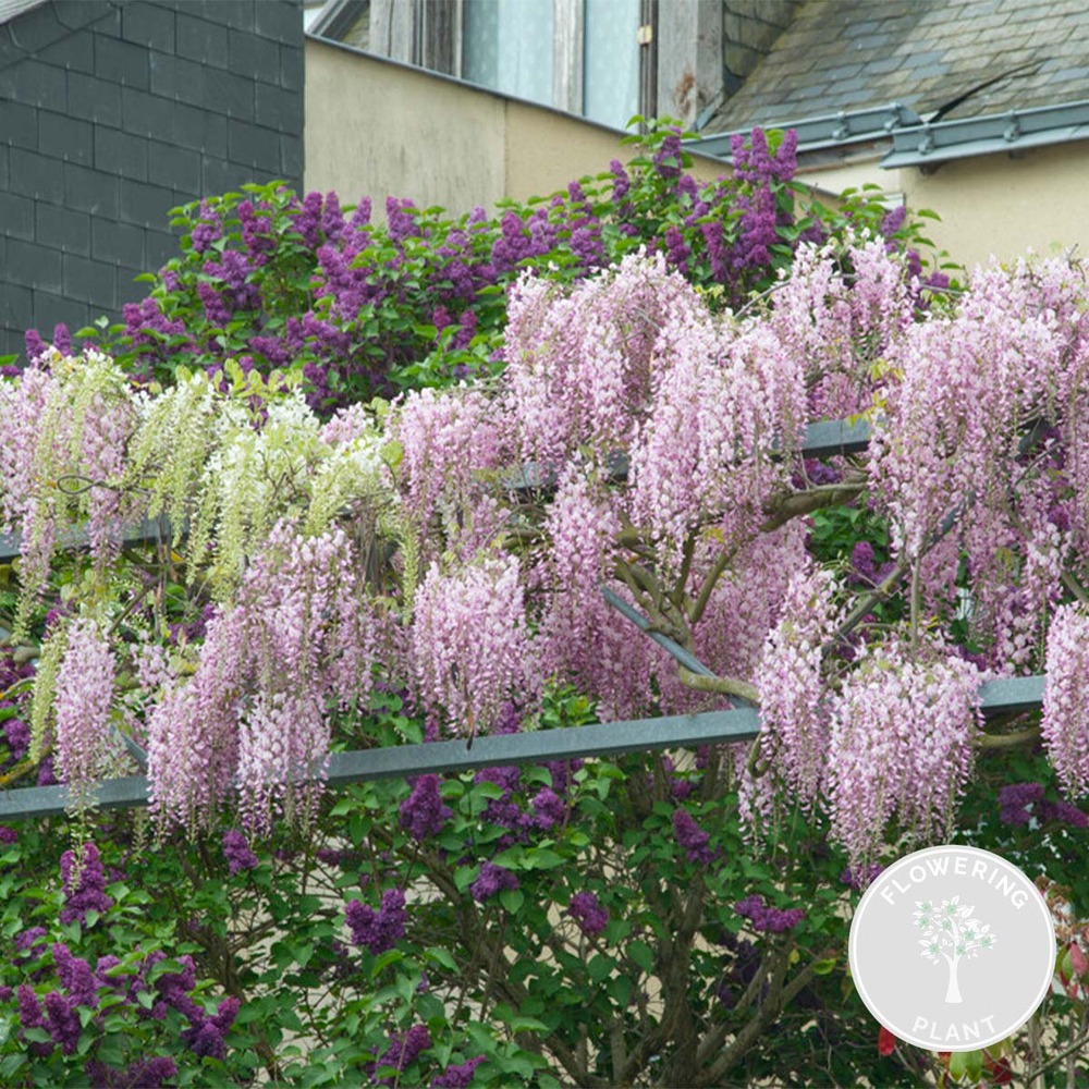Wisteria floribunda rosea – glycine – plante grimpante – facile d'entretien - ⌀15 cm - ↕60-70 cm