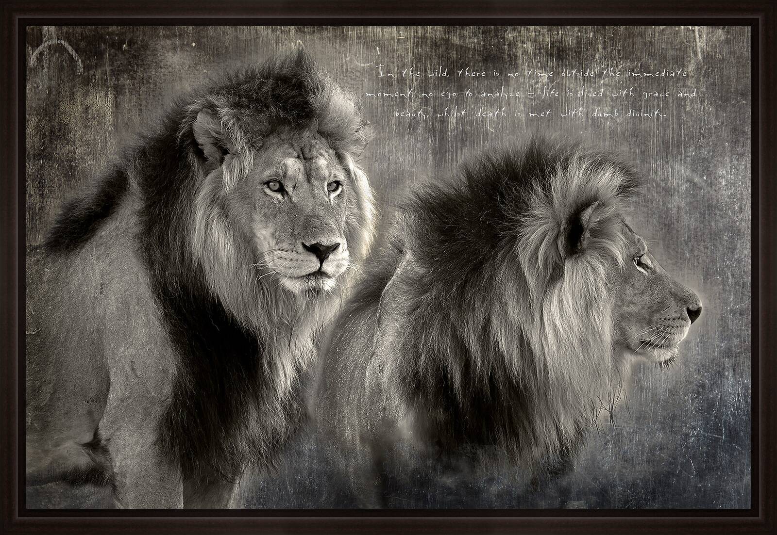 Lion brothers by Horst Klemm - Limited Edition. Edition of: 150. Signed.