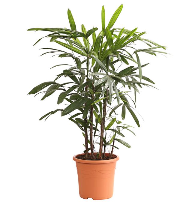 Steckenpalme - Rhapis excelsa