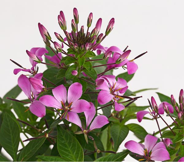 Spinnenpflanze 'Rosa'