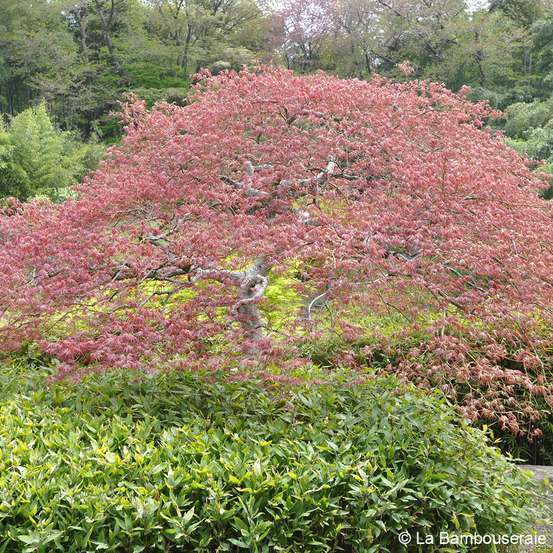 Acer dissectum 'Crimson Queen : C7L