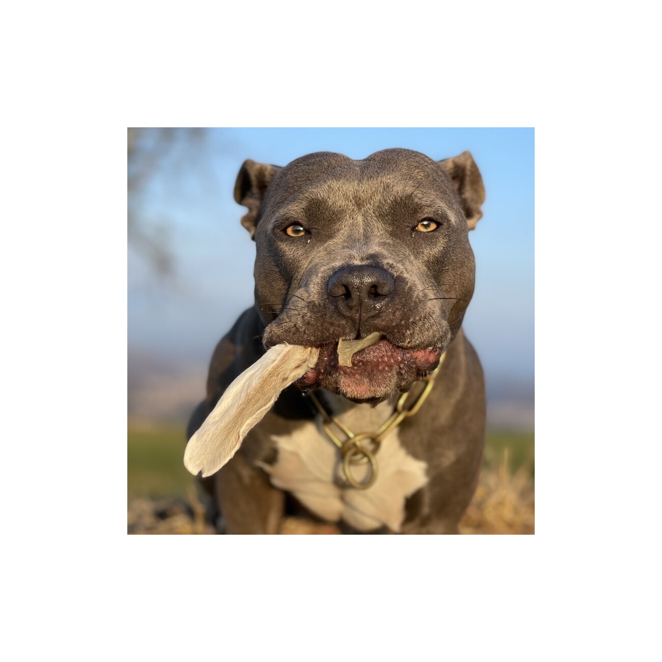 Bellfor Hundesnack - Kaninchenohren mit Fell - 200g