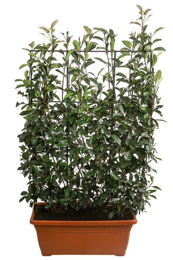 Purpur-Glanzmispel 'Red Robin', ca. 170 cm