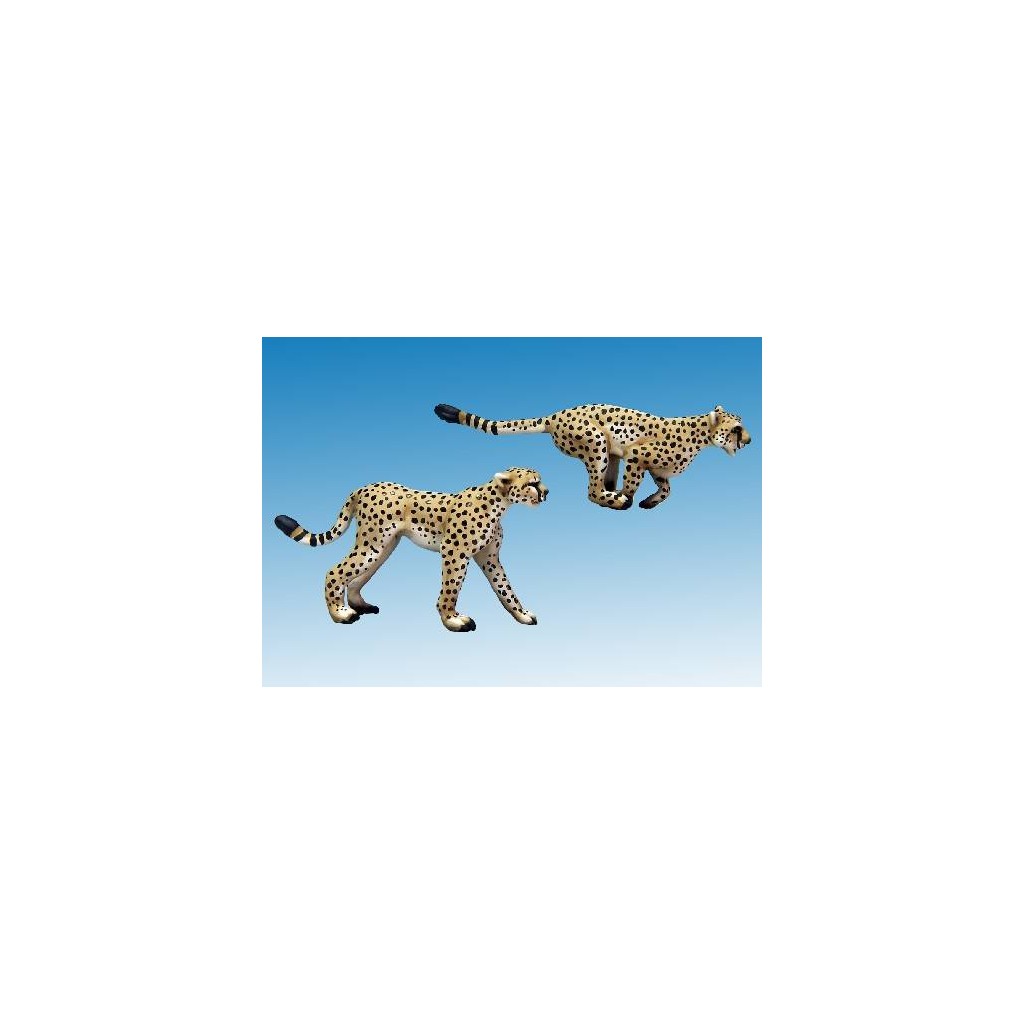 Cheetahs