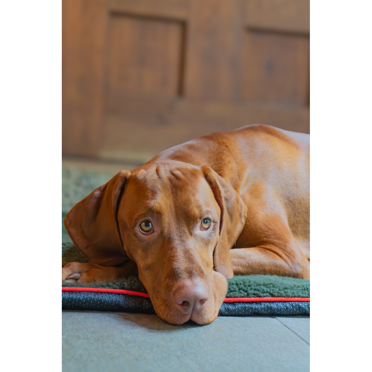 ROMNEYS Hundedecke Faserpelz 70 cm, 1 m