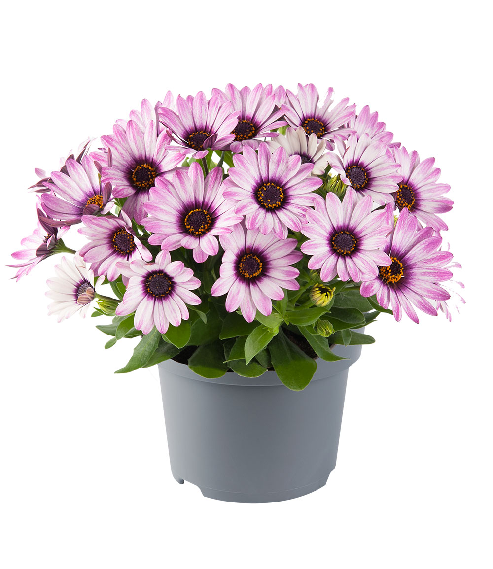 Kapkörbchen 'Dalina® Purple Reflection'