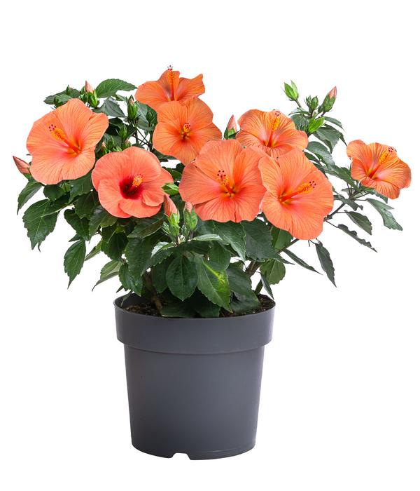 Zimmerhibiskus - Hibiscus rosa-sinensis,