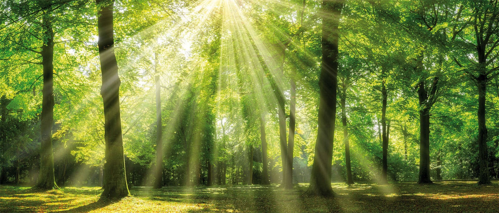 Keilrahmen grüner Wald 140 x 60