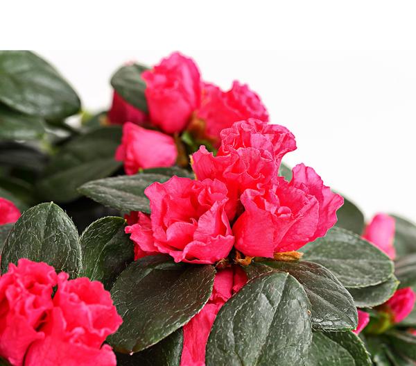 Zimmerazalee - Rhododendron simsii, Busch,