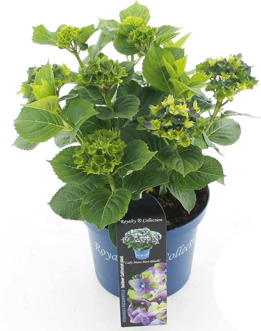 Hortensia (Hydrangea macrophylla 'RC Lady Mata Hari Blue') D 23 H 45 cm