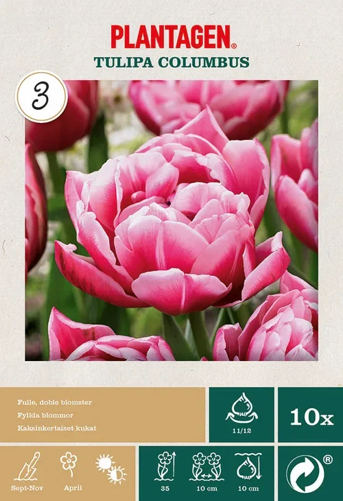 Tulipa gesneriana 'Columbus' Tulipan 'Columbus'