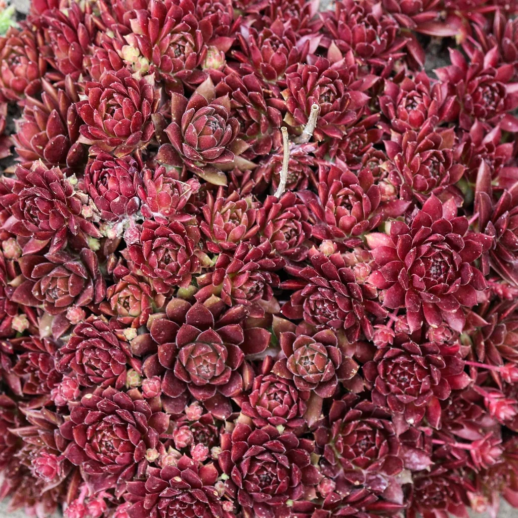 Sempervivum rood/red/rot Takløk Ø11 cm