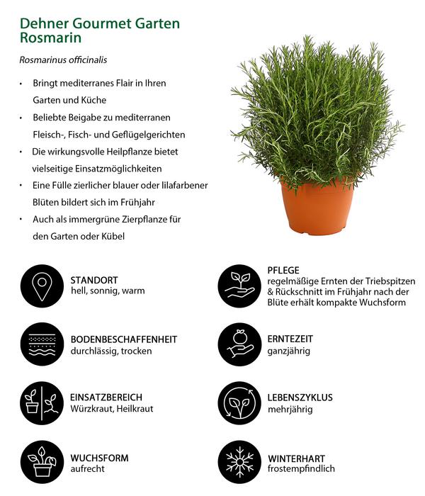 Dehner Gourmet Garten Rosmarin