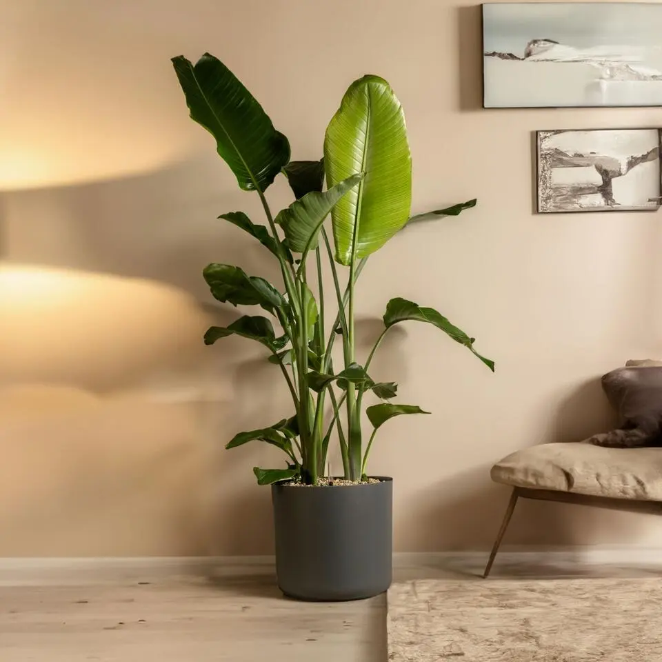 Paradijsvogelplant - Set van 2 - Strelitzia nicolai - Hoogte 55-70cm - ⌀17cm
