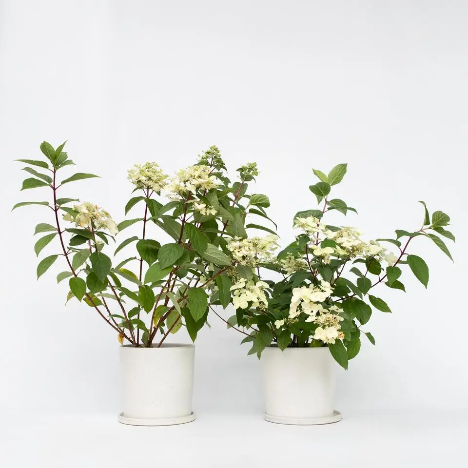 Pluimhortensia - Set van 2 - Hydrangea 'Wim's Red' - Hoogte 25-40cm - ⌀19cm