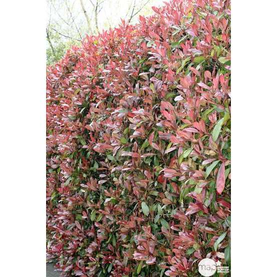 Photinia red Robin : H40/60cm 5L