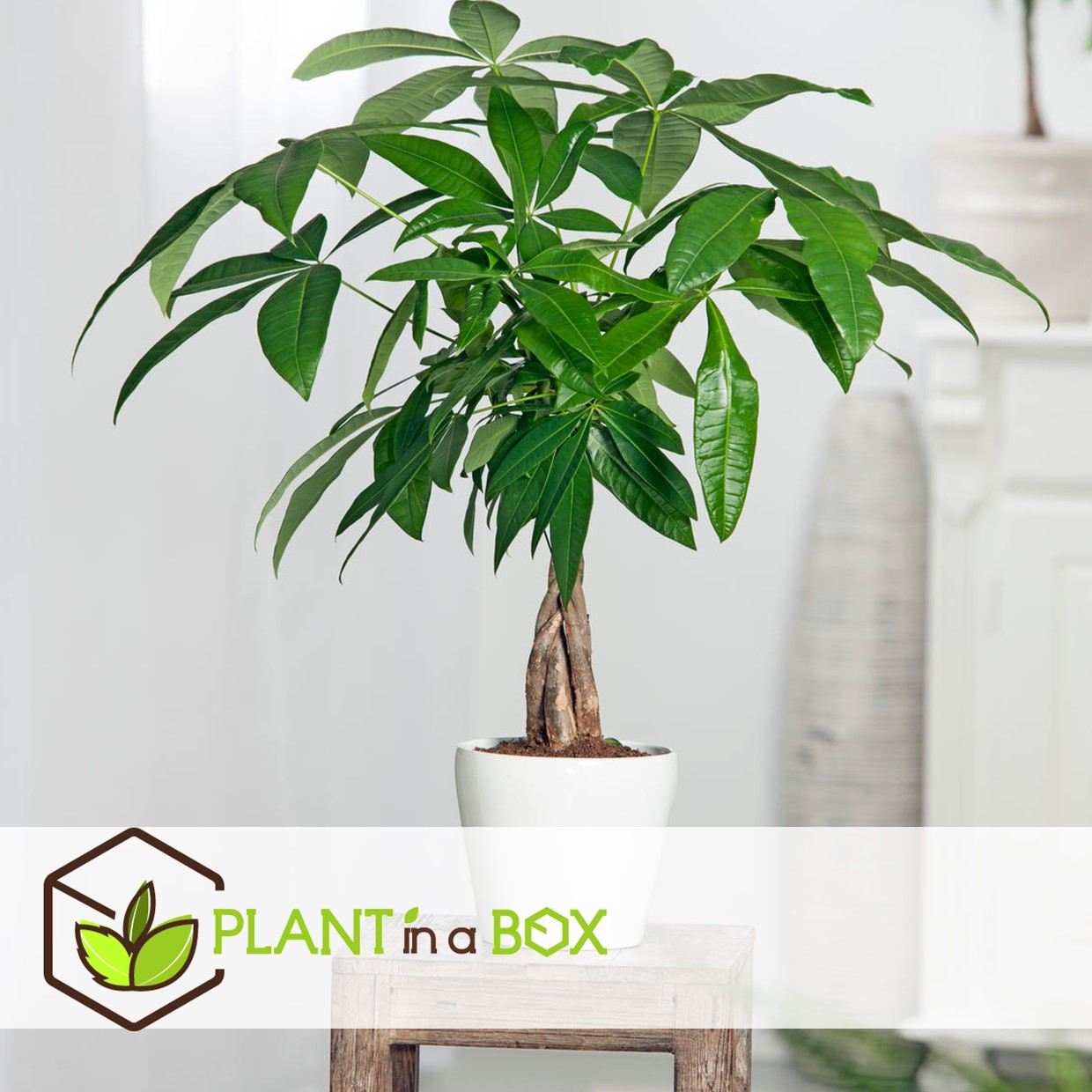 Pachira aquatica - 'money tree' - pot 17cm - hauteur 60-70cm