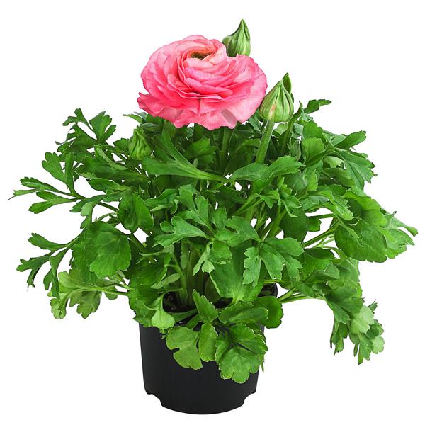 Beet- & Balkonpflanzen-Set Traum in Rosa,