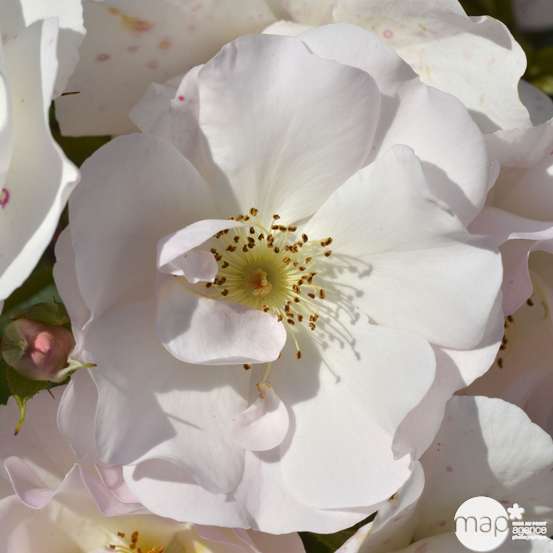 Rosier buisson Rosée du matin® 'Evematch'en vert : pot 5L