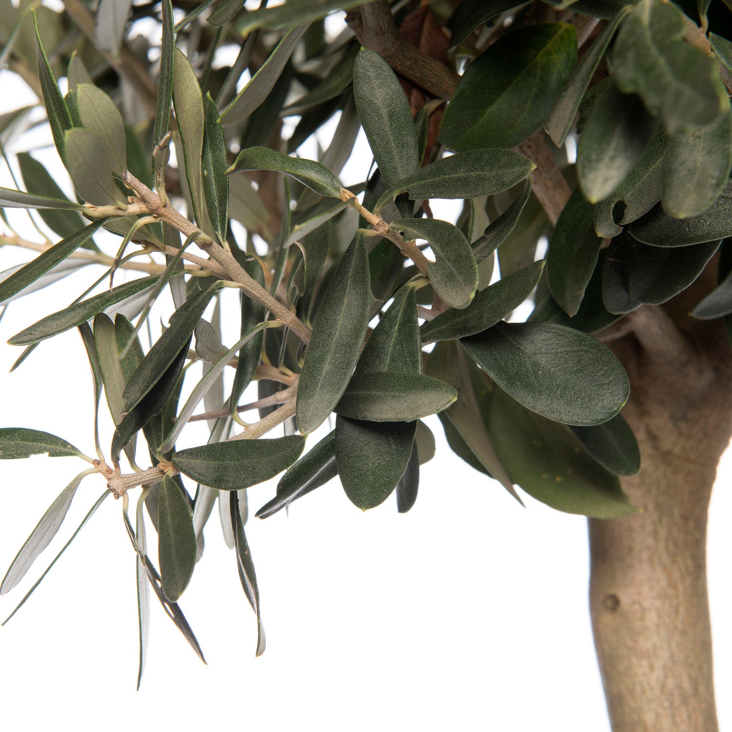 Olijfboom (Olea europaea) D 28 H 130 cm