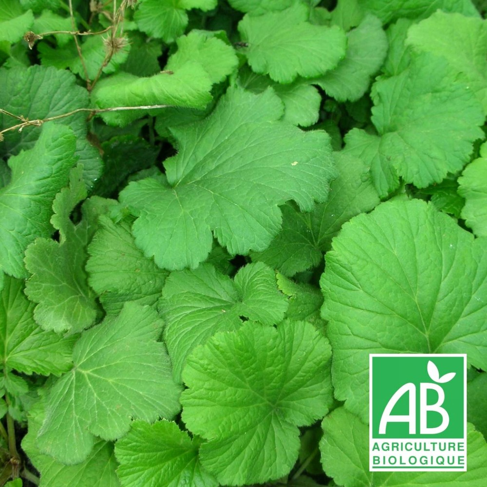 Benoîte commune bio/geum urbanum[-]lot de 3 godets