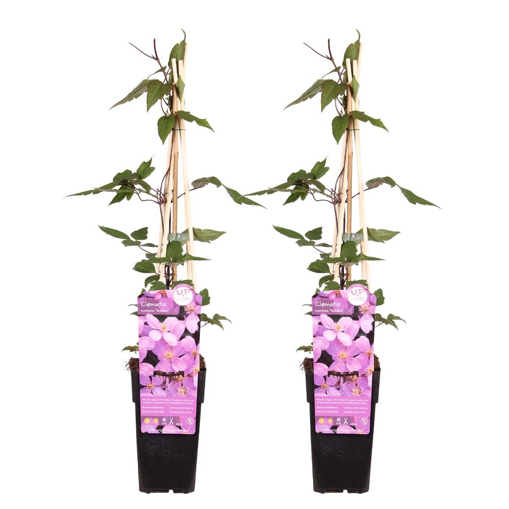 2x clematis montana var. 'rubens' – vigne forestière – plante grimpante – ⌀15 cm - ↕60-70 cm