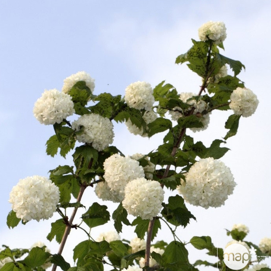 Viburnum opulus ' Roseum ' : ctr 5 litres