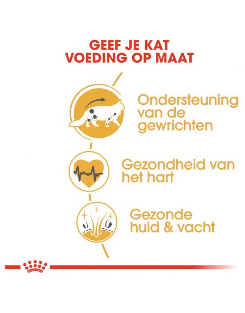 Royal Canin Maine Coon Adult - Kattenvoer
