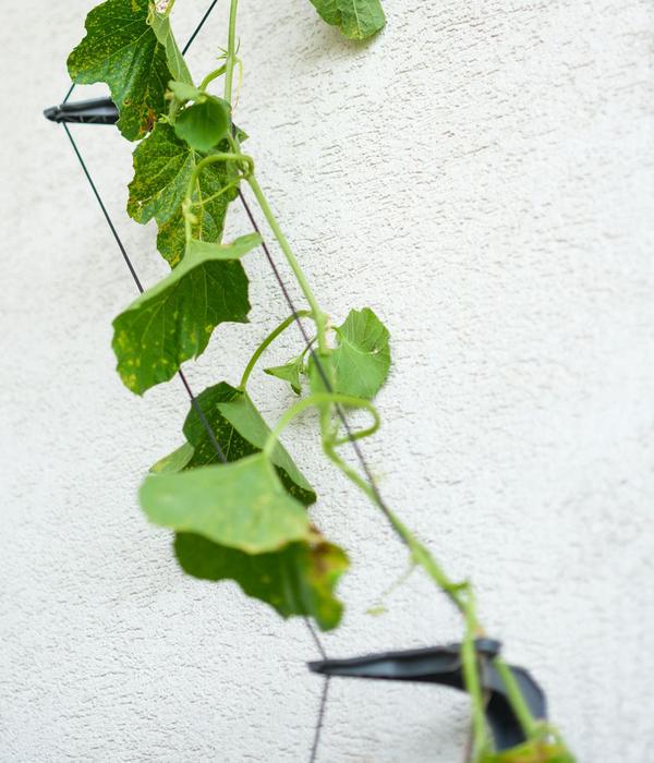 Gusta Garden Gurken-Rankhilfe Cucumber Buddy,