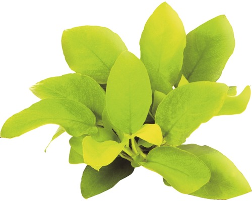 Dwerg speerblad goud - Anubias nana goud