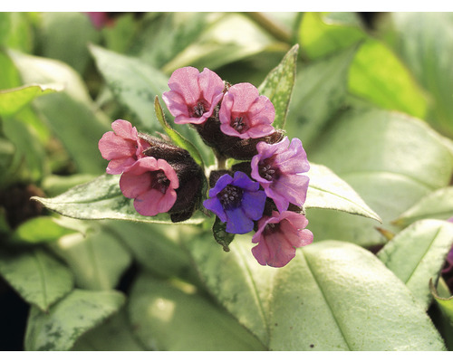 Vaste plantenmix FloraSelf Lentebloeiers Co 2 L