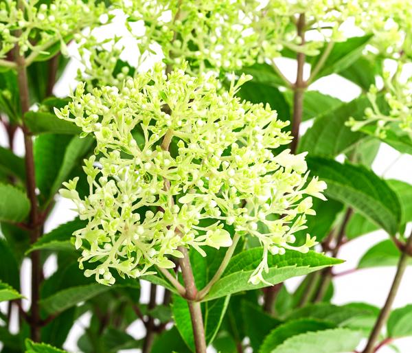 Rispen-Hortensie 'Whitelight'®