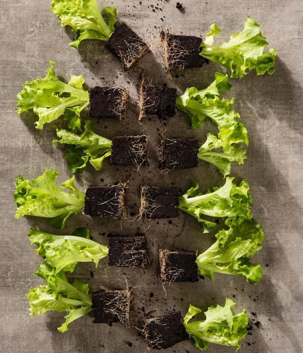 Bio Pflücksalat 'Lollo Bionda', 6er Schale