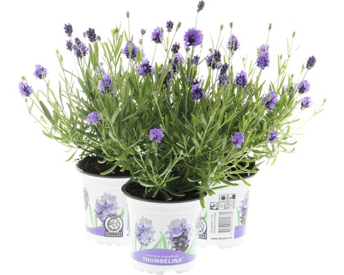 Lavendel FloraSelf Lavandula angustifolia 'Thumbelina' Ø 11 cm pot