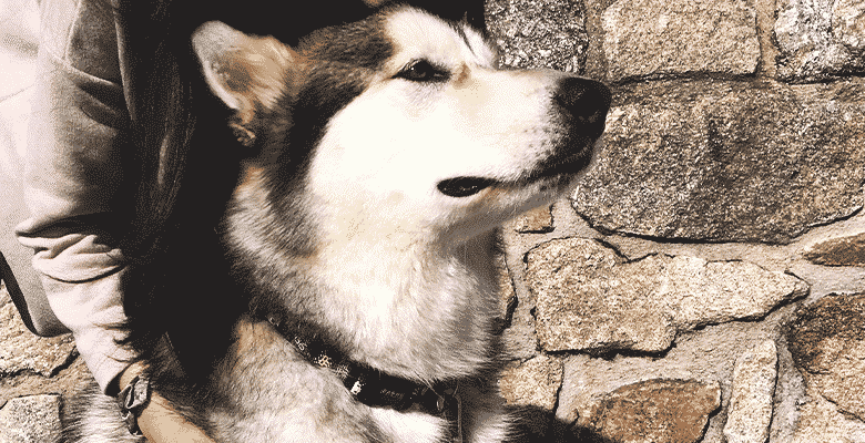 Coleira Gamer para Cães, Várias Cores