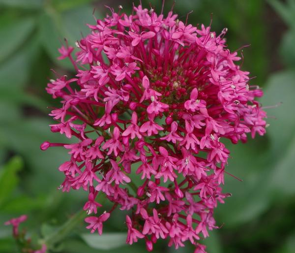 Bio Spornblume 'Coccineus'