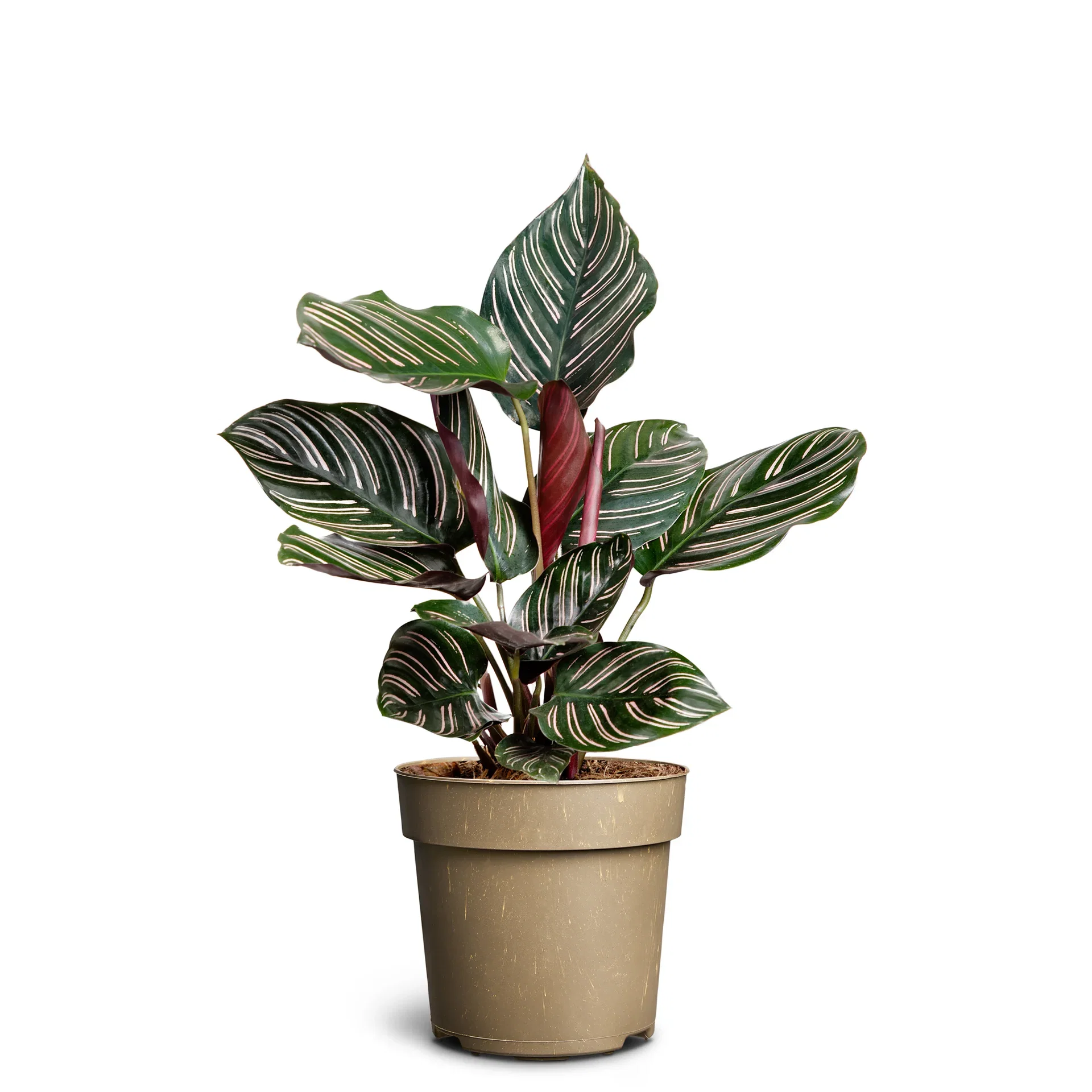 Goeppertia sanderiana Calathea  'Sanderiana' Høyde 30 cm