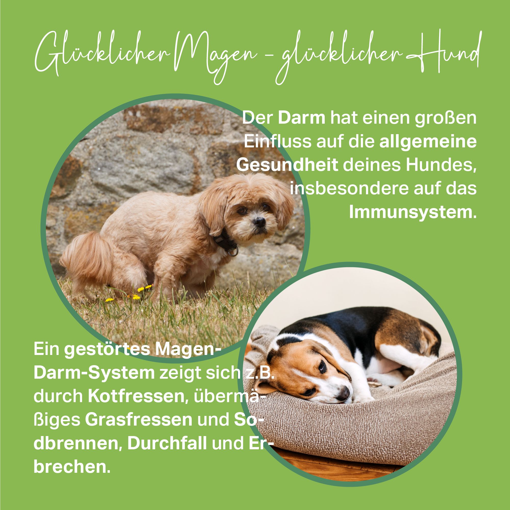 MEDIDOG Ulmenrinde Paste