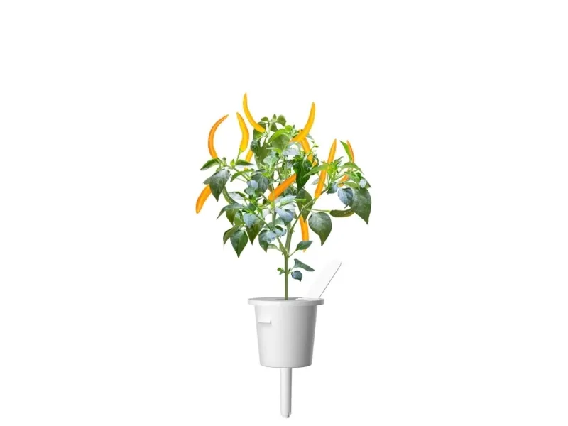 Click & Grow SGR60x3, Spiselig plante, Chili peber, Genopfyldning, Hurtig producent (3-5 uger), 14 - 21 dage, 3 måned(er)