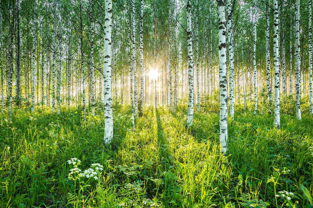 Birch Symphony llll by André Wagner - Limited Edition. Edition of: 150. Signed.