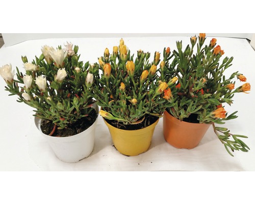 IJsplant FloraSelf Mesembryanthemum Ø 14 cm pot