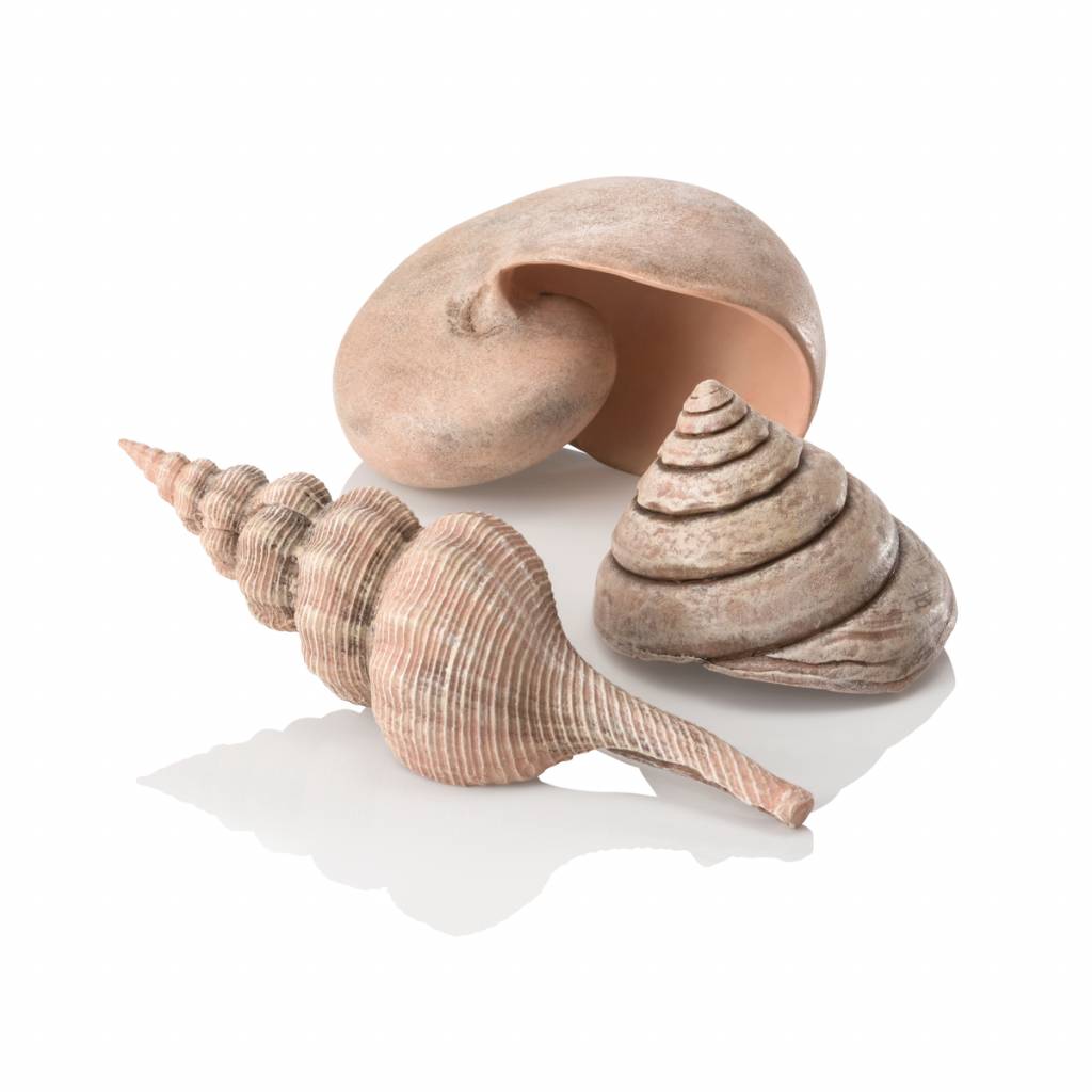 Sea shells, naturel