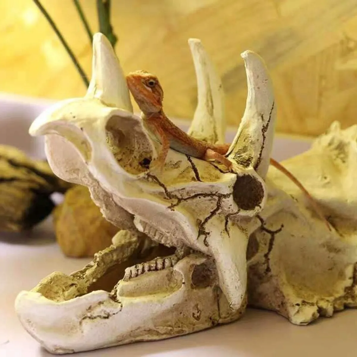 Universal Triceratops Crâne Simulation