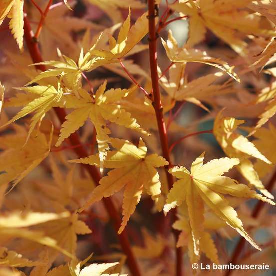 Acer palmatum 'Sango-Kaku' : C15L h.80/100cm