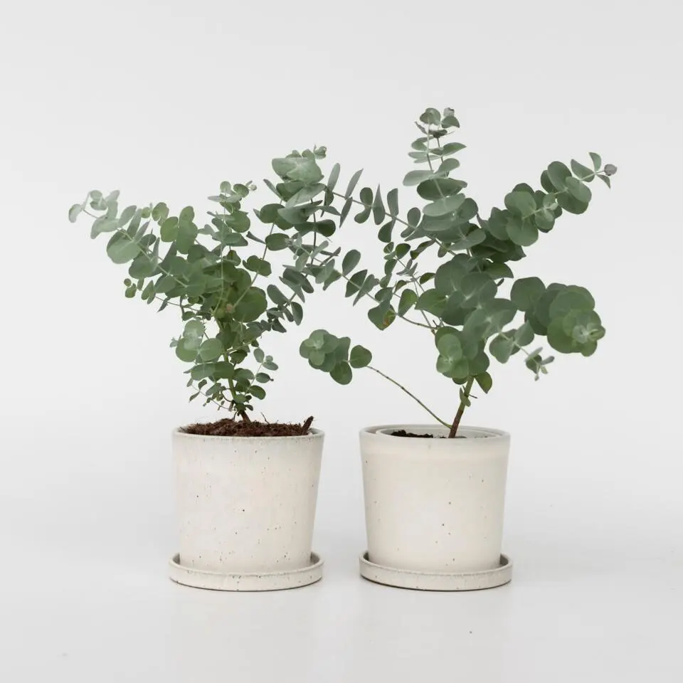 Gomboom - Set van 2 - Eucalyptus 'Pulverulenta' - Hoogte 25-40cm - ⌀13cm