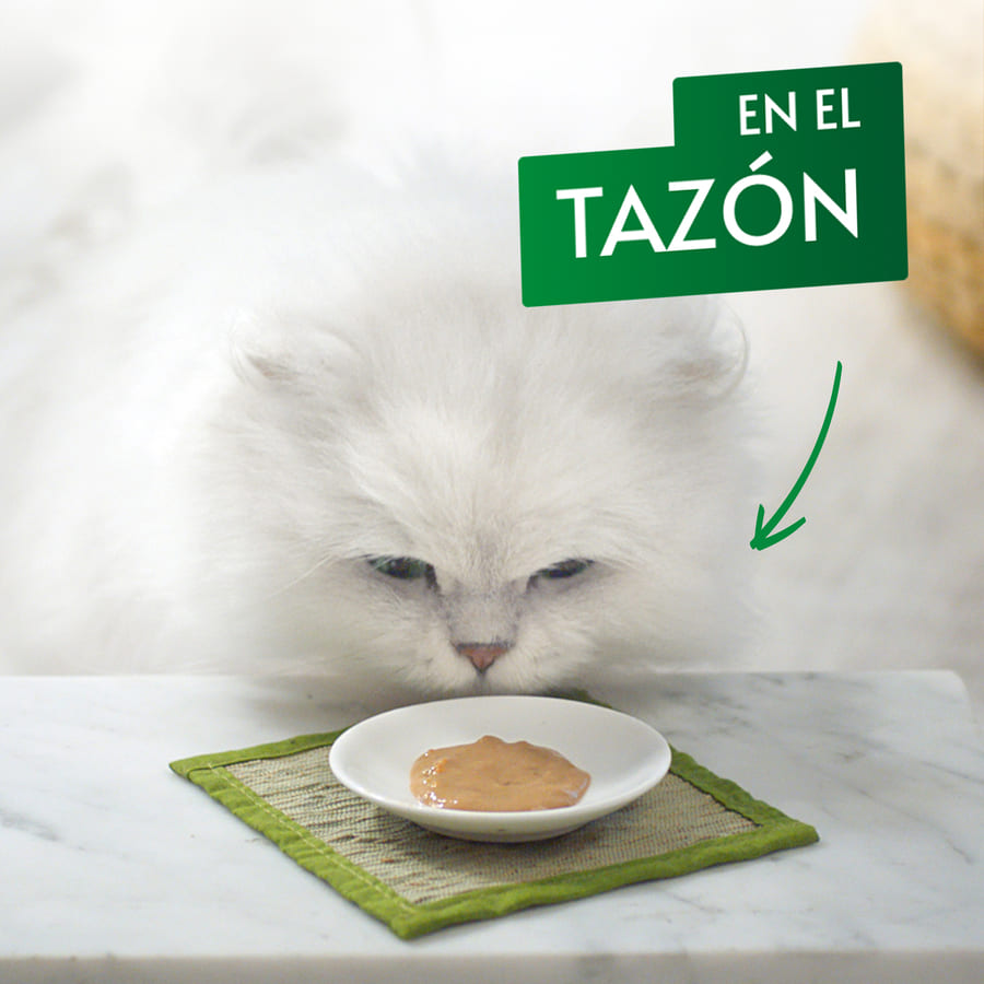 Petisco úmido de salmão gourmet da Nature's Creations para gatos.