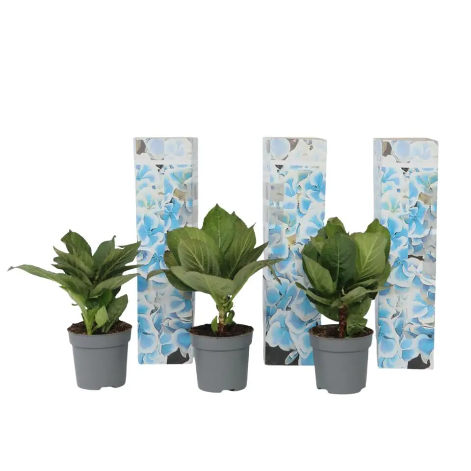 Hortensia - Set van 3 - Hydrangea macrophylla 'Bavaria' - Hoogte 25-40cm - ⌀9cm