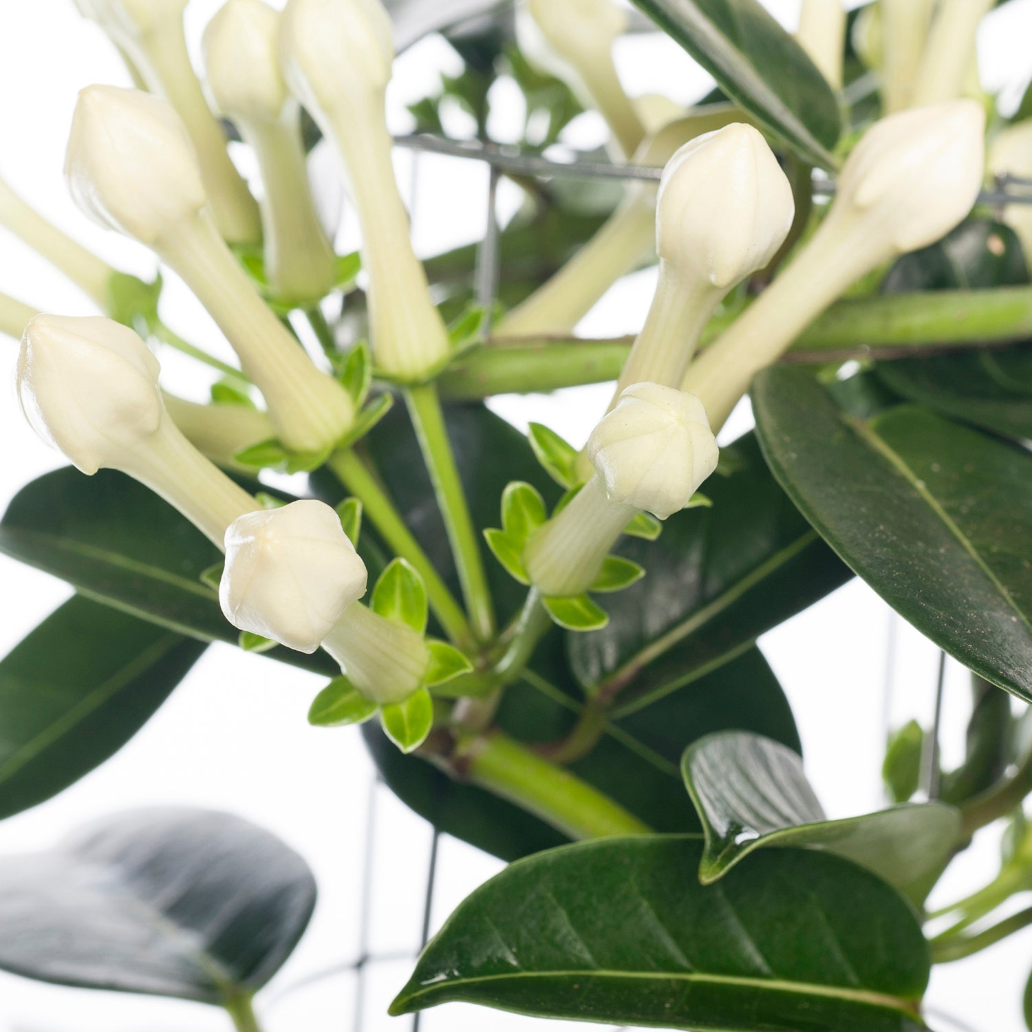 Bruidsbloem (Stephanotis floribunda) D 12 H 45 cm