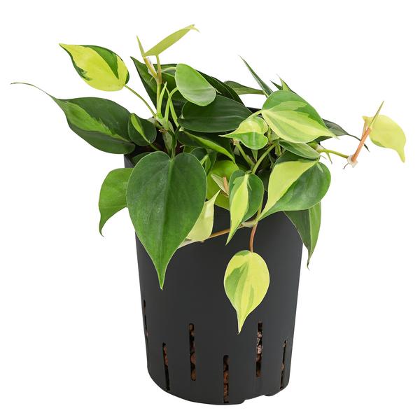 Baumfreund - Philodendron scandens,